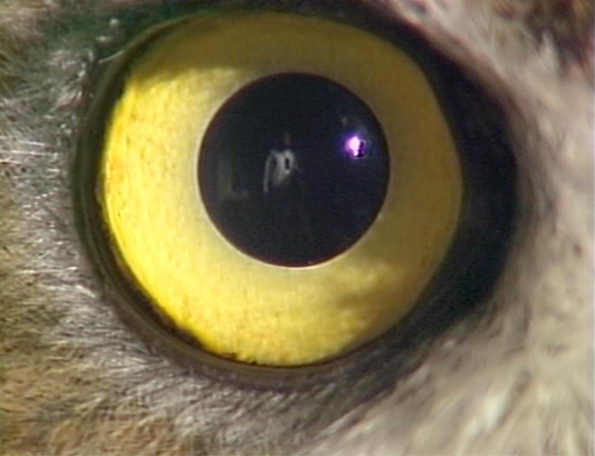 Un ojo de una lechuza en primer plano. Sobre el ojo, reflejado el artista Bill Viola grabando.